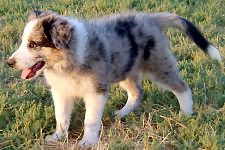 FOX TERRIER SMOOTH ORIGINAL INGLES,
