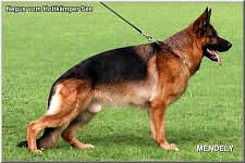 Beagle vendo