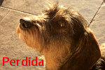 Se nos perdi&oacute; nuestra perrita de 7 a&ntilde;os