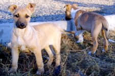 Beagle vendo