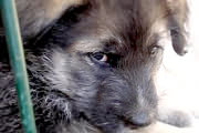 Estoy regalando 3 cachorritos de 2 meses
