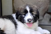 Estoy regalando 3 cachorritos de 2 meses