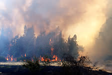 Bosque en llamasen el séptimo incendio en Las Tórtolas. Foto de Kiko Benítez.